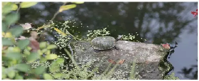 乌龟是什么动物 | 农业问题