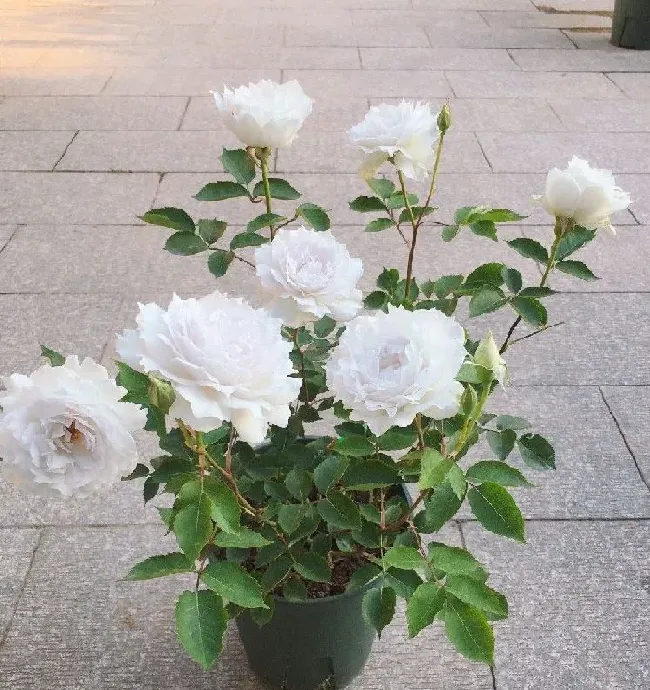 植物常识问题|加百列大天使月季优缺点介绍（长多高，香味及耐晒性如何）