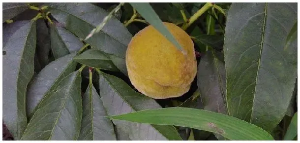 黄桃种植几年挂果 | 农业常识