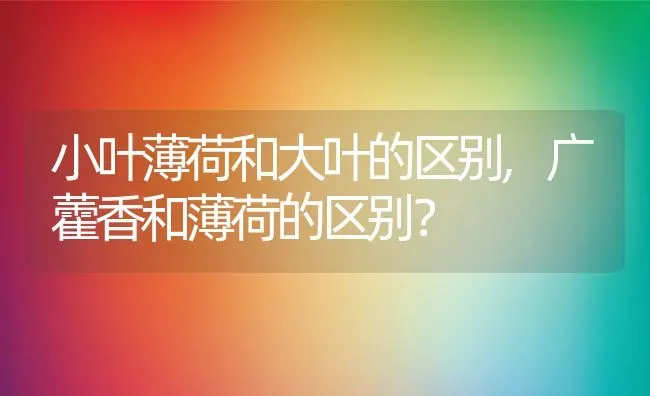 小叶薄荷和大叶的区别,广藿香和薄荷的区别？ | 养殖常见问题