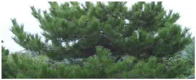 油松种植技术 | 农业常识