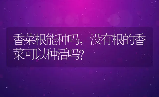 香菜根能种吗,没有根的香菜可以种活吗？ | 养殖常见问题