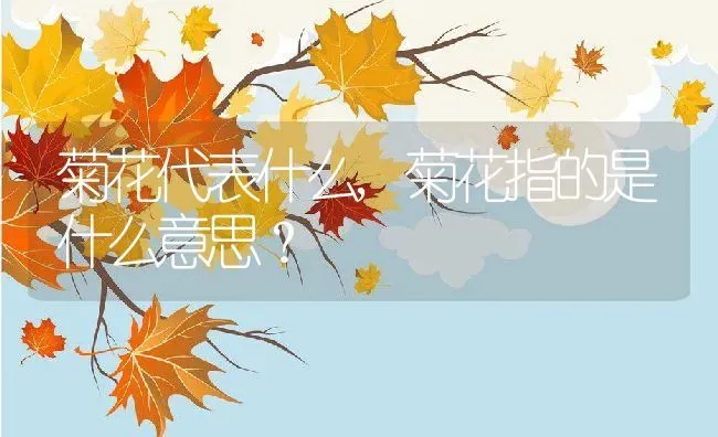 菊花代表什么,菊花指的是什么意思？ | 养殖常见问题