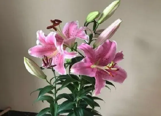 植物常识问题|百合花正确的养护方法