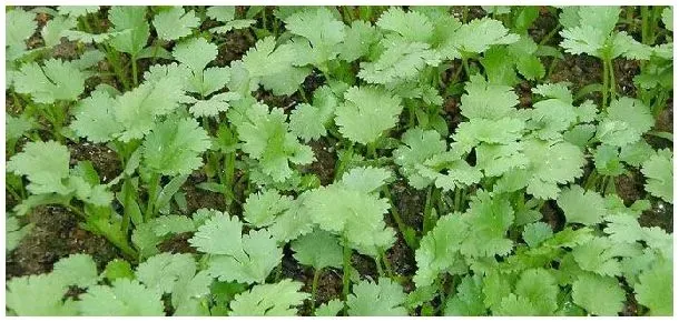 香菜冬天怕冻吗 | 科普知识