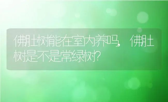 佛肚树能在室内养吗,佛肚树是不是常绿树？ | 养殖常见问题