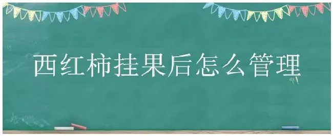 西红柿挂果后怎么管理 | 科普知识