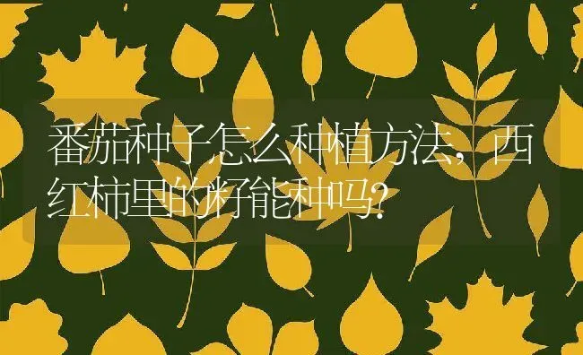 番茄种子怎么种植方法,西红柿里的籽能种吗？ | 养殖常见问题