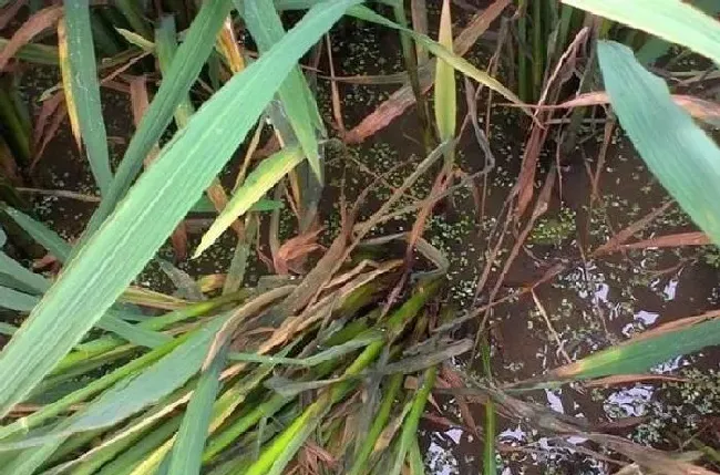 植物常识问题|水稻经常发生的病虫害有哪些（水稻常见病虫害及防治方法）