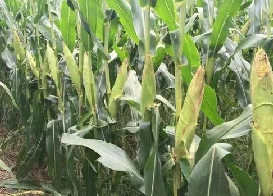 植物常识问题|夏玉米高产栽培技术要点（夏播玉米种植技术及注意事项）