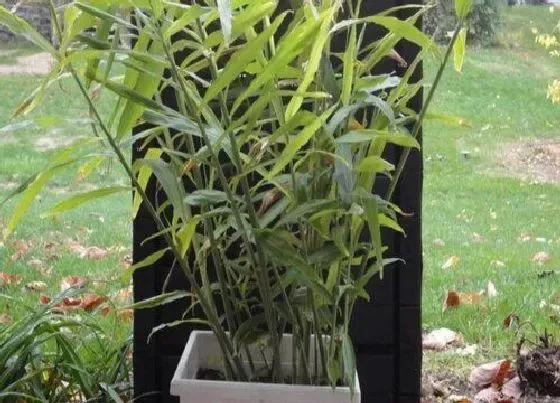 植物常识问题|生姜怎么保存存放一年都不烂