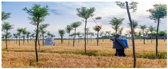 辛硫磷的用途 | 生活常识