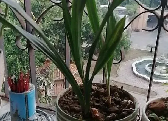 植物常识问题|如何正确的给兰花上盆
