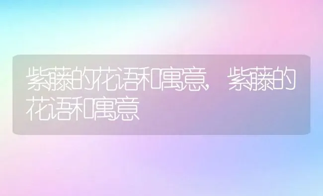 紫藤的花语和寓意,紫藤的花语和寓意 | 养殖常见问题