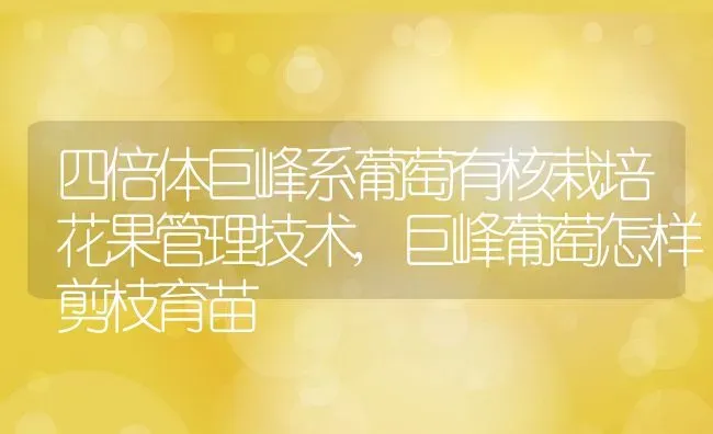 四倍体巨峰系葡萄有核栽培花果管理技术,巨峰葡萄怎样剪枝育苗 | 养殖常见问题