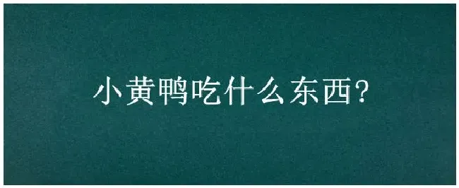 小黄鸭吃什么东西? | 科普知识