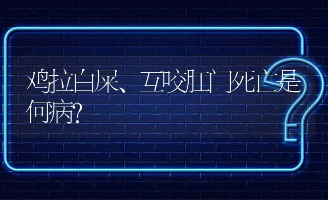 鸡拉白屎、互咬肛门死亡是何病? | 养殖问题解答