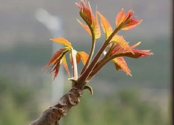 植物常识问题|香椿种植前景如何