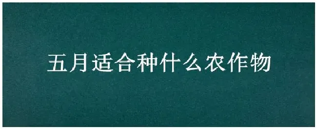五月适合种什么农作物 | 农业答疑