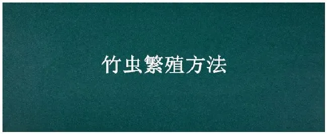 竹虫繁殖方法 | 三农答疑