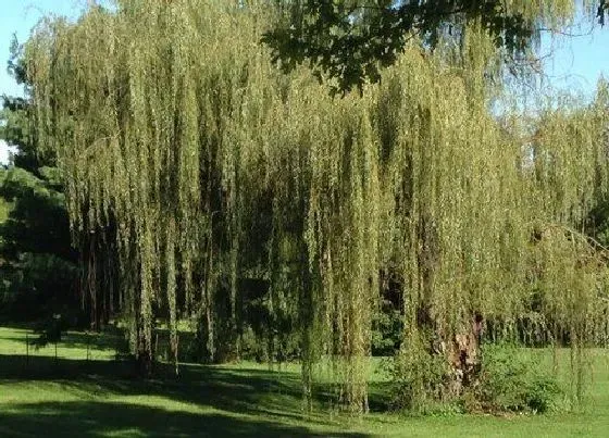 植物常识问题|柳树靠什么传播种子 柳树3种传播种子的方式及方法