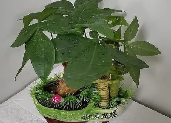 植物常识问题|最耐旱适合懒人养的5种花卉