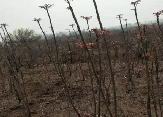 植物常识问题|香椿大棚栽种方法