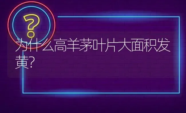 为什么高羊茅叶片大面积发黄? | 养殖问题解答