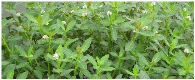 专杀水花生草烂根的除草剂 | 科普知识
