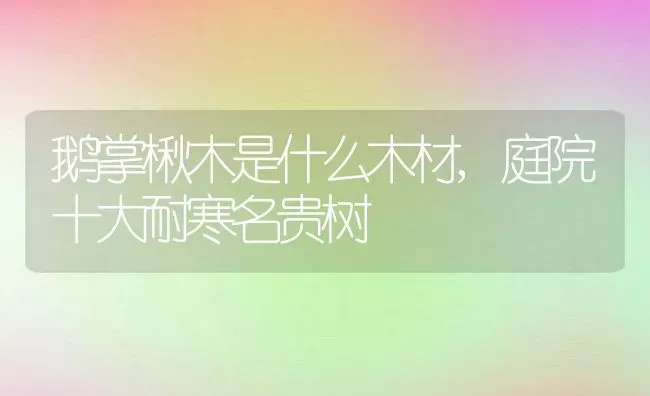 鹅掌楸木是什么木材,庭院十大耐寒名贵树 | 养殖常见问题