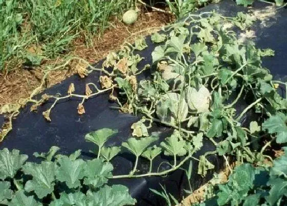 植物常识问题|香瓜品种