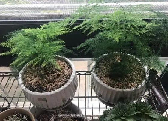 植物常识问题|限制文竹长高的方法