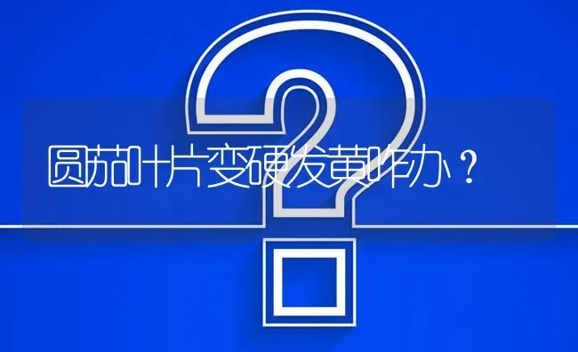 圆茄叶片变硬发黄咋办? | 养殖问题解答