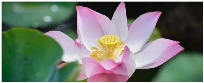 水芙蓉怎么过冬 | 科普知识
