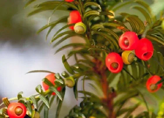 植物常识问题|红豆杉如何养护保证开花结果