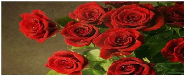 玫瑰的种植 | 科普知识