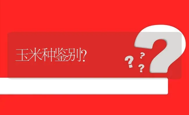 玉米种鉴别? | 养殖问题解答