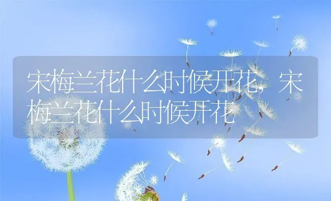 宋梅兰花什么时候开花,宋梅兰花什么时候开花 | 养殖常见问题