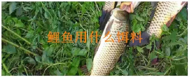 鲤鱼用什么饵料 | 三农问答