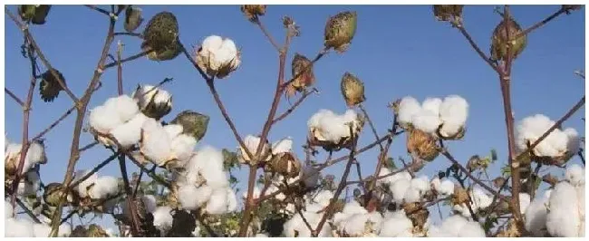 棉花株距行距多少合适附棉花种植方法 | 生活常识