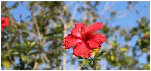 木槿花种植注意事项 | 科普知识