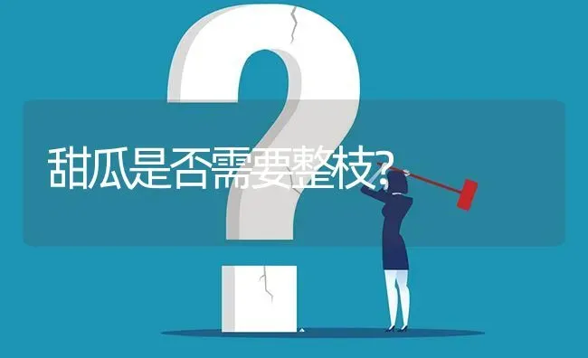 甜瓜是否需要整枝? | 养殖问题解答