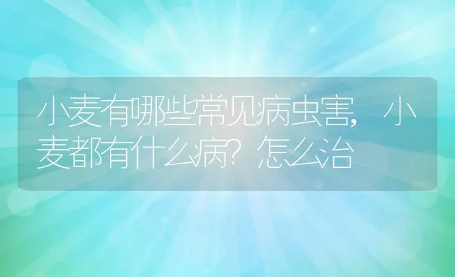 小麦有哪些常见病虫害,小麦都有什么病？怎么治 | 养殖常见问题