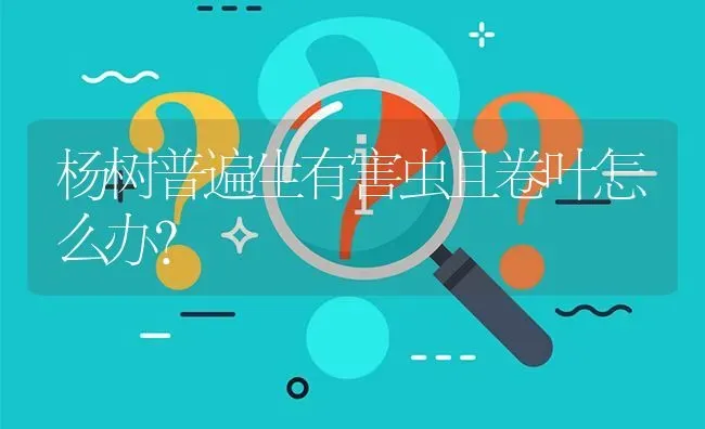 杨树普遍生有害虫且卷叶怎么办? | 养殖问题解答
