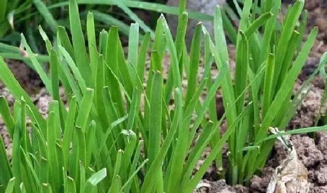 植物常识问题|冬季韭菜的种植与管理方法（冬天韭菜如何施肥过冬）