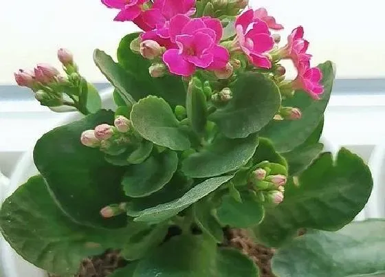 植物常识问题|夏季长寿花如何养护不会烂根