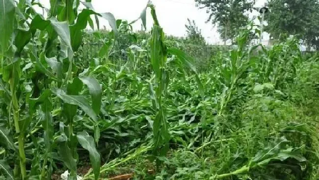 植物常识问题|引起玉米倒伏的原因及解决方法（玉米植株倒伏补救措施）