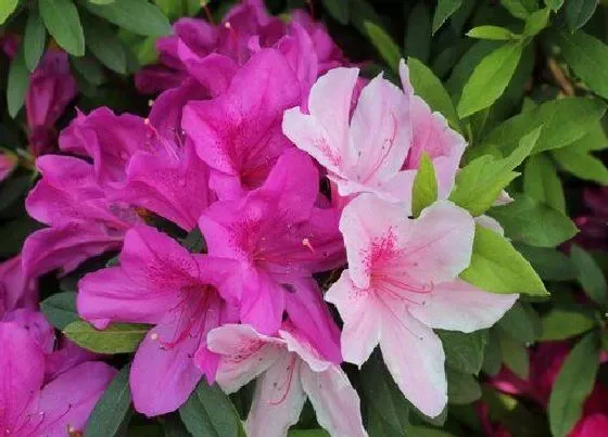 植物常识问题|夏季杜鹃花施肥方法