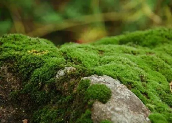 植物常识问题|地面青苔怎么快速清除干净（石材地砖青苔清除妙招）