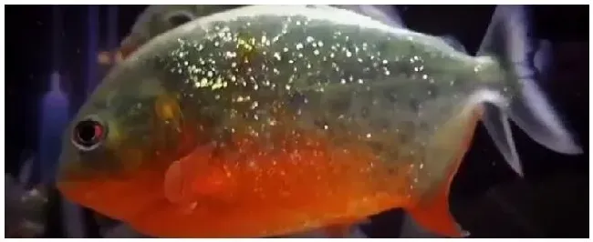 水虎鱼能和什么混养 | 三农问答